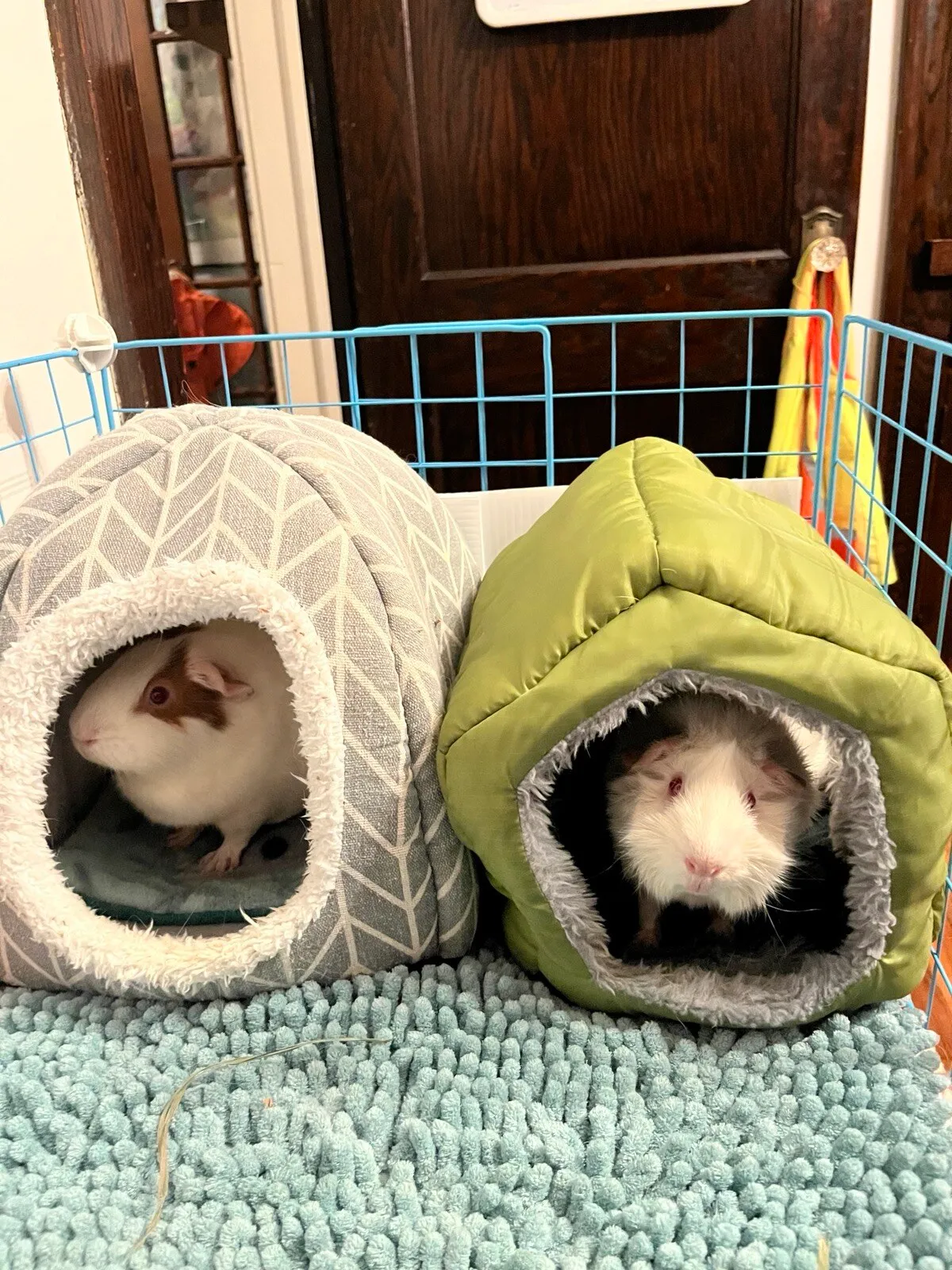 Two guinea pigs in small wooden houses